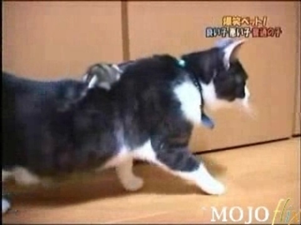 qui a dit que les chats mange les souris