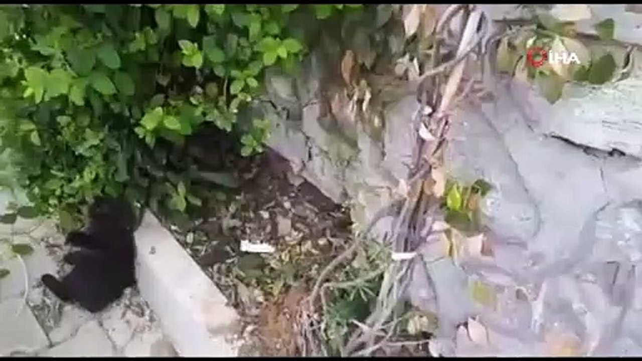 Bursa'da kedi ile köpeğin dostluğu görenleri şaşırtıyor