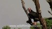 Red-headed vulture or Asian King Vulture and other vultures roosting _ India
