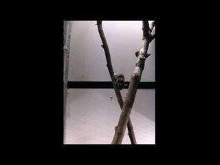 Ultrasonic echolocation in arboreal mammals