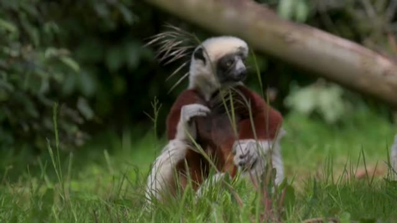 Un par de lémures "danzantes" llegan al zoológico de Chester para entrar en un programa de cría de conservacion de primates raros