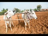 How demonetisation has wrecked the agrarian economy in Bundelkhand
