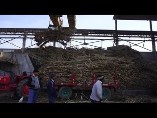Orphaned Voices: The Woes of Sugarcane Farmers in Uttar Pradesh