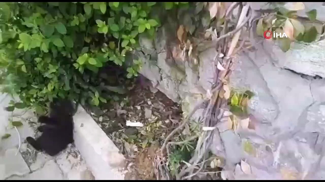 Kedi ile köpeğin dostluğu görenleri şaşırtıyor