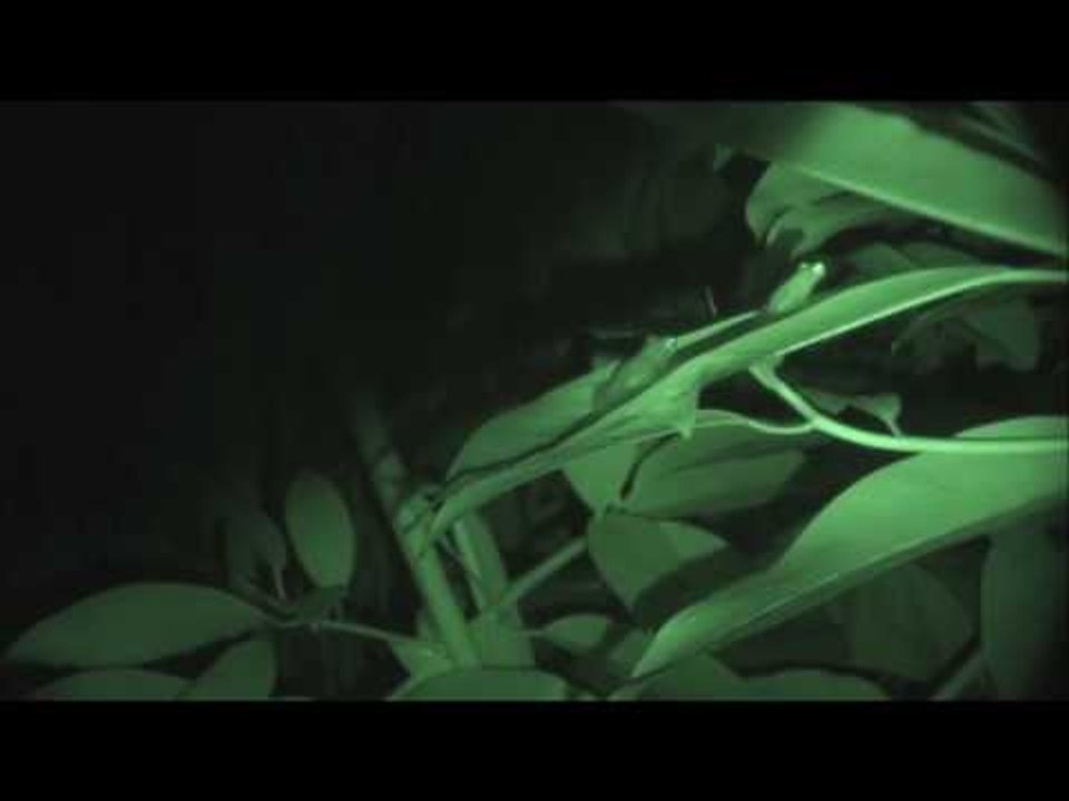 Cochranella granulosa oviposition and mother brooding her eggs