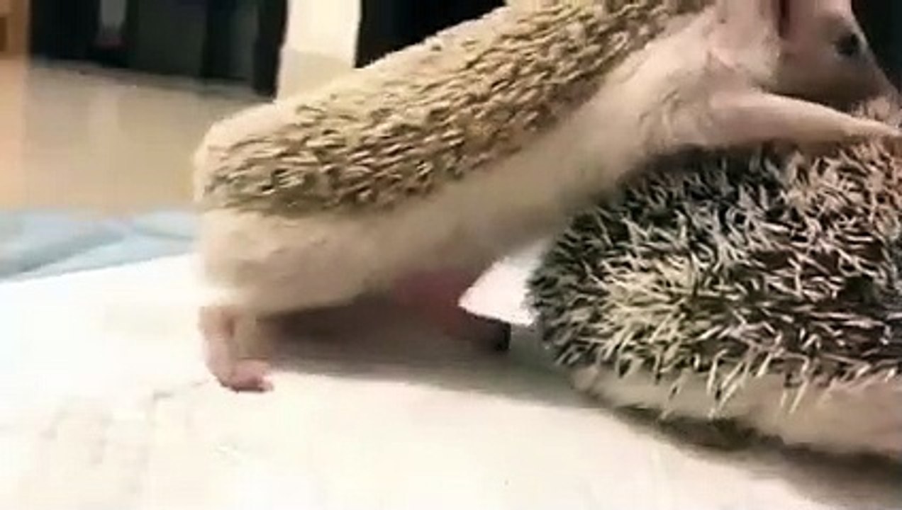 How do hedgehogs mate? Discover! Nature 2021 video Dailymotion