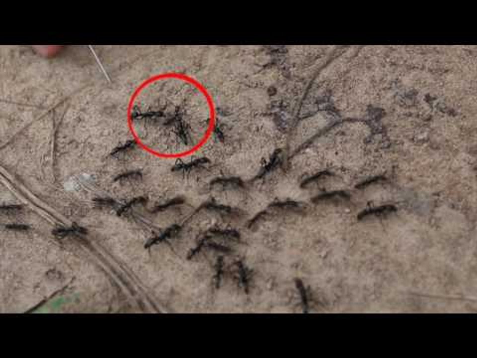 An ants' rescue operation