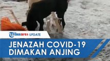 Kembali Terjadi, Anjing Liar di India Memakan Jenazah Setengah Terbakar Diduga Korban Covid-19