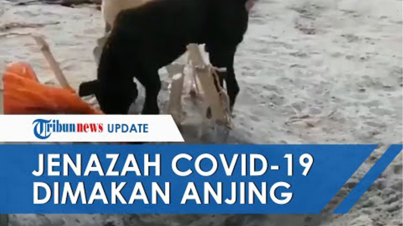 Kembali Terjadi, Anjing Liar di India Memakan Jenazah Setengah Terbakar Diduga Korban Covid-19