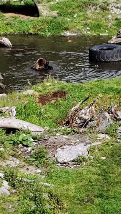 Playful Brown Bear Cubs Cooling Off