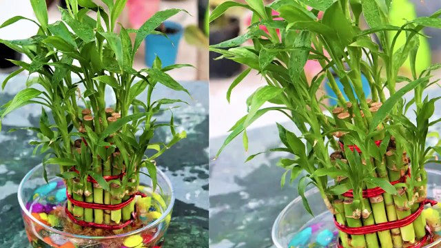 7 Best Growing Tips Lucky Bamboo Plants || Lucky Bamboo Plants Caring Tips (Feng Shui Bamboo)