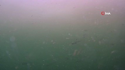 Bostancı Sahili'nden deniz salyası yoğunluğu su altından görüntülendi