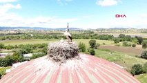 ÇANAKKALE CAMİ KUBBESİ 20 YILDIR LEYLEKLERİN YUVASI