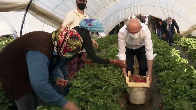 AYDIN - Kılıçdaroğlu, çilek hasadına katıldı (2)