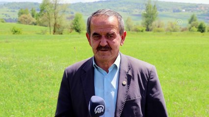 KARABÜK - 'Buğdayın atası' siyez üretiminde 3 yılda 3 kat artış hedefi