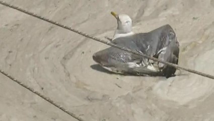 Marmara'daki felaketin vahametini anlatan en iyi kare! Bakanlık acil eylem planı hazırlıyor