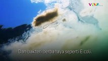 Pesisir Pantai Turki 'Diserang' Ingus Laut