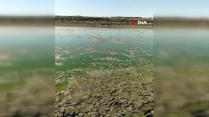 Diyarbakır’da göl kurudu binlerce balık telef oldu