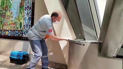 Osmangazi ekipleri seferber oldu! Yağmur oluğuna sıkışan karga kurtarıldı