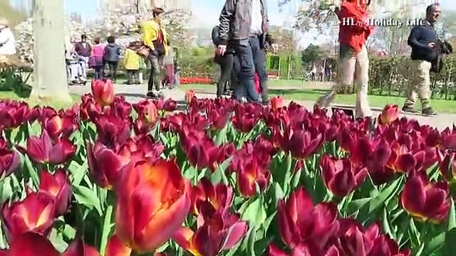 Beautiful tulips in Keukenhof 201[5]Amazing Azad@24thBCS WorldPro