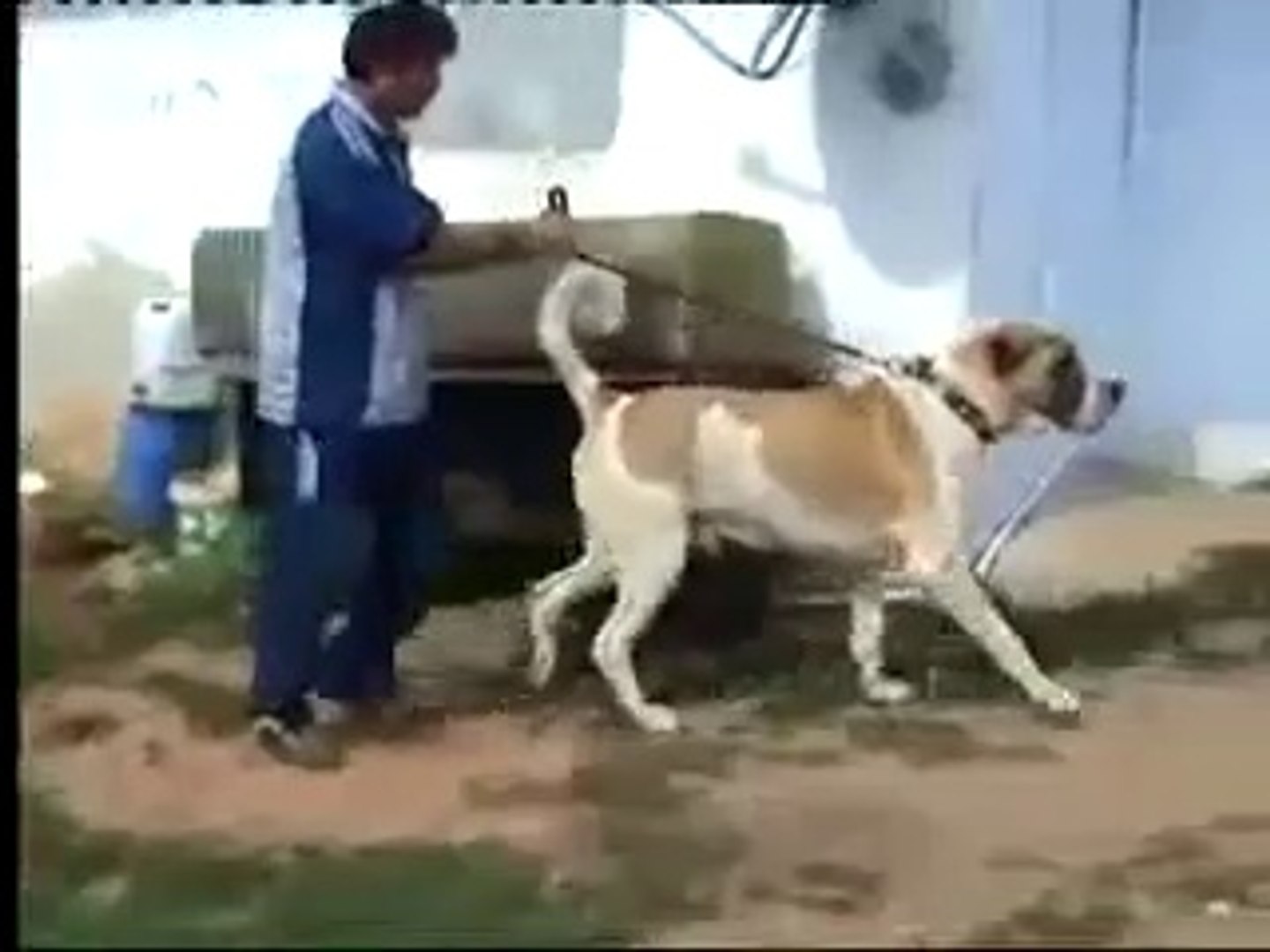 KOPEK CiFTLiGiNDE DEV ALA COBAN KOPEGiNi GOREN KANGAL VE COBAN KOPEKLERi