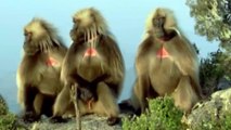 Wild Animals - Defending a Monkey Harem  Clever Monkeys
