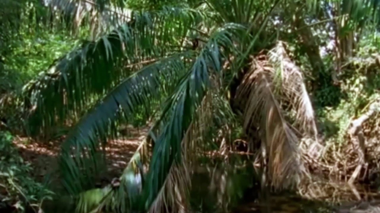 Wild Animals - Monkeys Bluff  - Clever Monkeys