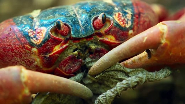 Yellow Crazy Ants Kill Red Crab Planet Earth