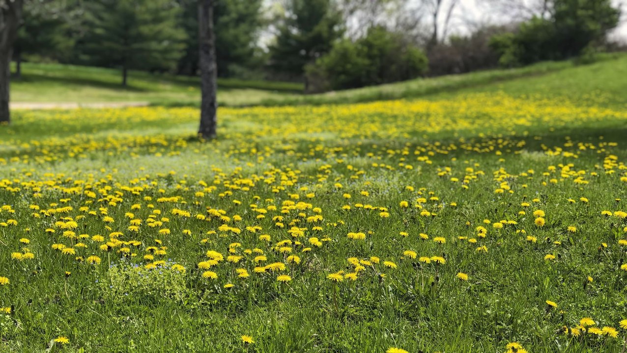 How To Edge a Lawn