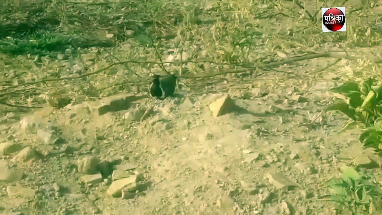 एक पक्षी जिसके प्रजनन से करते हैं मानसून का आकलन,  डांग क्षेत्र में मानसून की स्थिति जानने का है अनूठा तरीका