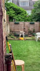 Fox Having Fun with Dog's Ball