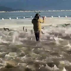 Vídeo mostra captura de milhares de tainhas em Palhoça