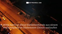 China: Entlaufene Elefantenherde verursacht hohe Ernteschäden