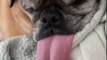 Ce chien a une très grande langue