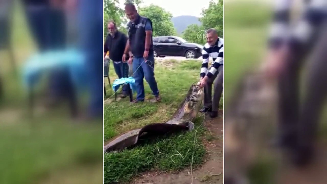 İZMİR - Amatör balıkçı Gölcük Gölü'nde 55 kilol...