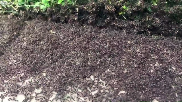 Guerre entre des milliers de fourmis : images impressionnantes