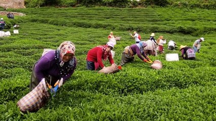 Fındığın başkentinde çay hasat etkinliği düzenlendi