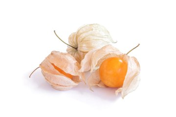 Why You Should Grow Ground Cherries This Summer