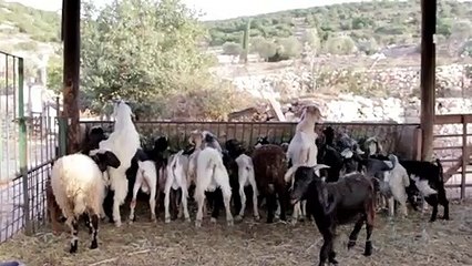 Goats, sheep, and dogs all live in the same house