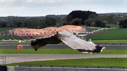 Beautiful Kestrel Hovers in Hunting Mode