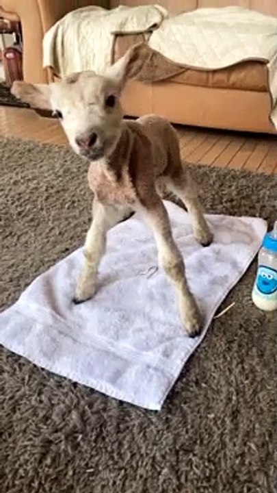 Lamb Crying for Mama