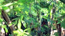 Amazing Cassava I Have Never Seen - Cassava Banana Leaf Cake - Prepare by countryside life