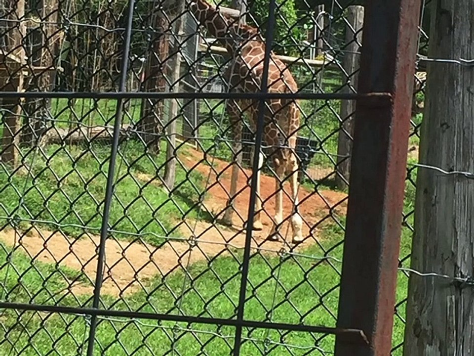 Bobby and Danny took a trip to the zoo