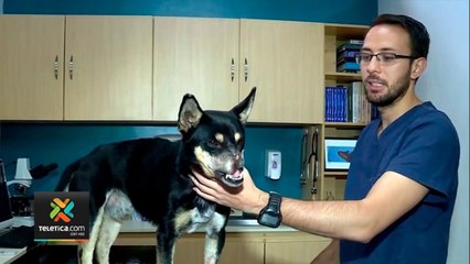 tn7-veterinarios-siguen-luchando-para-ser-vacunados-contra-el-coronavirus-030621