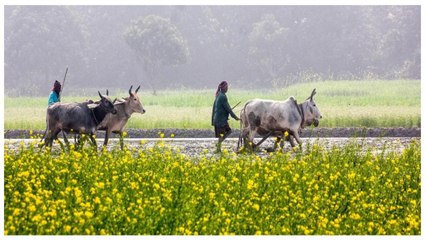 Agriculture emerged as bright spot in economy, says expert