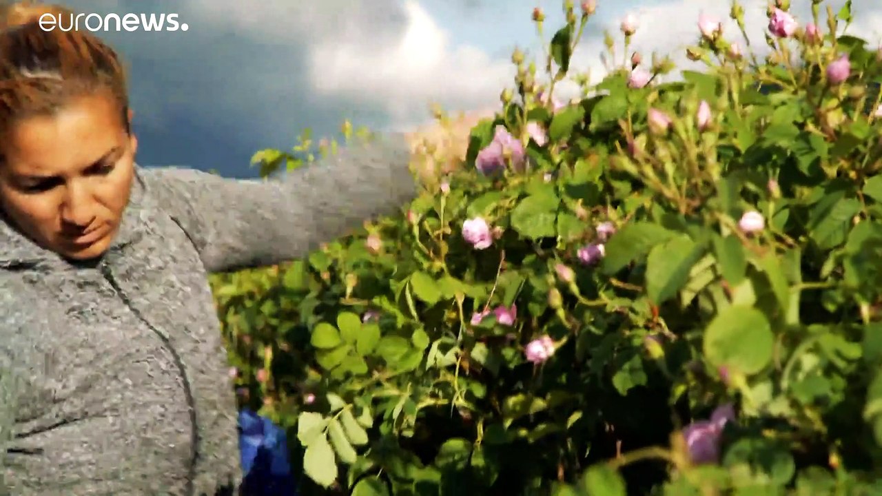 A crise das rosas na Bulgária