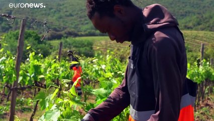 Ces migrants qui produisent un grand cru en Toscane