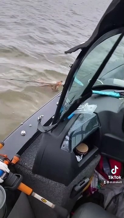 Saving a Drowning Baby Deer and Returning it to Mom