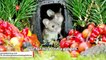 Man builds an entire village for mouse he saw in his garden