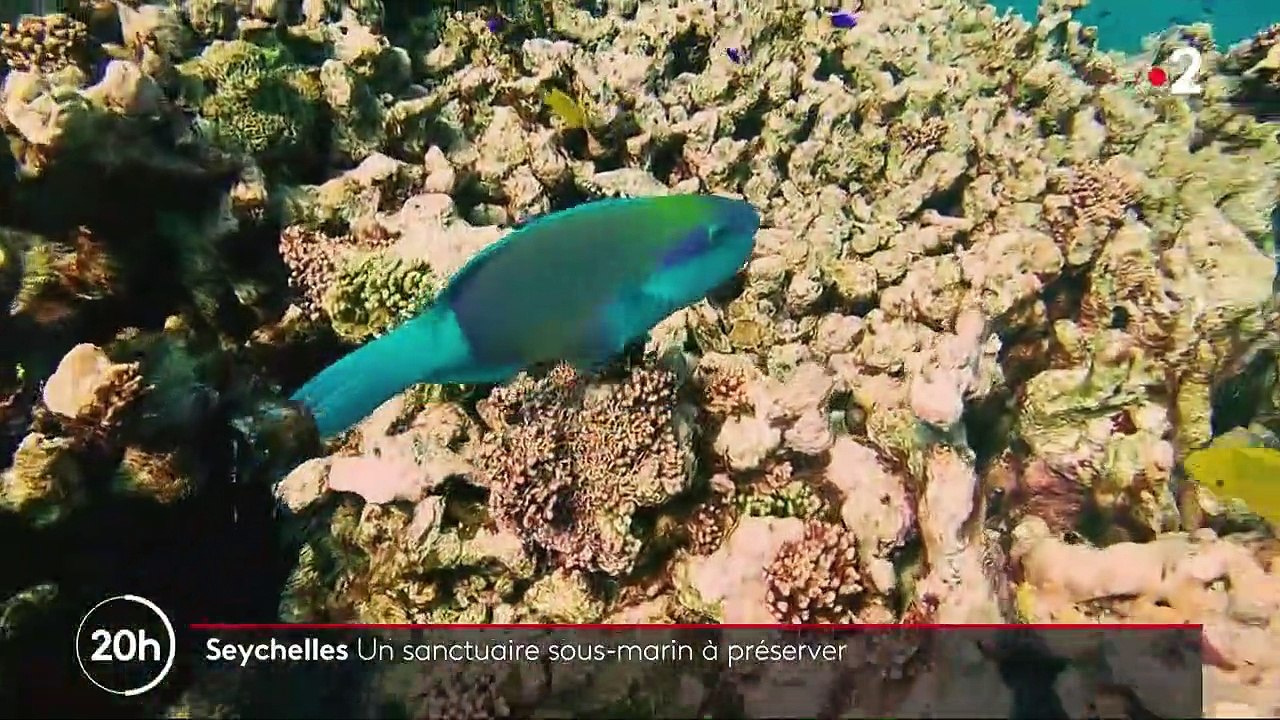 Seychelles : un patrimoine marin sanctuarisé